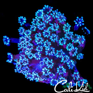 BI COLOR ALVEOPORA