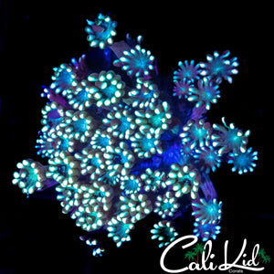 TEAL & TAN ALVEOPORA