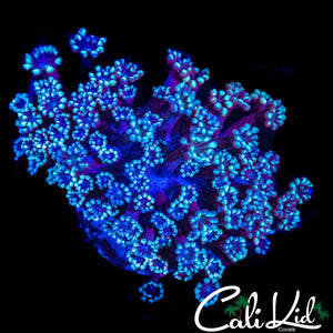 BI COLOR ALVEOPORA CHUNK