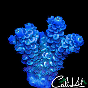 RAINBOW TENIUS CHUNK