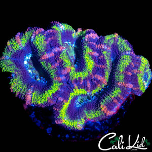 PINK STRIPE ACAN MINI COLONY