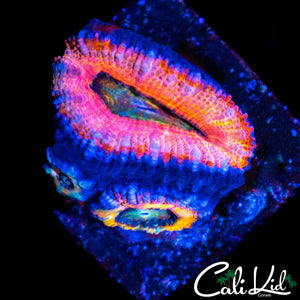PASTEL RAINBOW ACAN TRIPLE