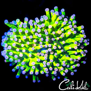 BLINDING BI COLOR TORCH DOUBLE
