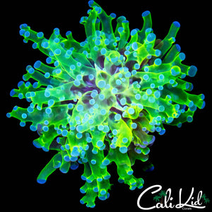 OG BRANCHING FROGSPAWN