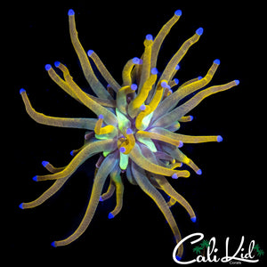 AQUACULTURED MEDUSA TORCH