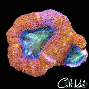 SOUR APPLE BOWER DOUBLE