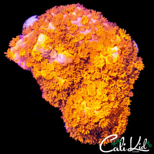 LARGE POLYP STARBURST MONTI