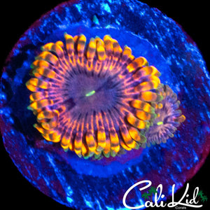 FAIRY FART ZOA DOUBLE