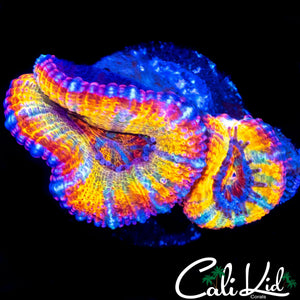 INSANE RAINBOW ACAN DOUBLE