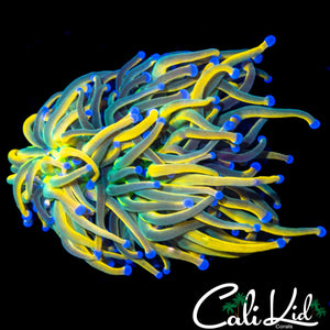 AQUACULTURED MEDUSA TORCH
