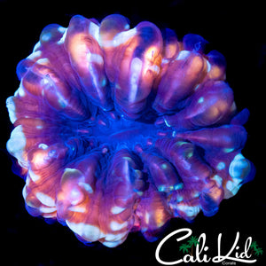 RAINBOW RIM CYNARINA