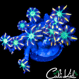 RAINBOW CLOVES FRAG