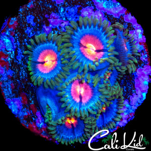MIAMI VICE ZOA MINI COLONY