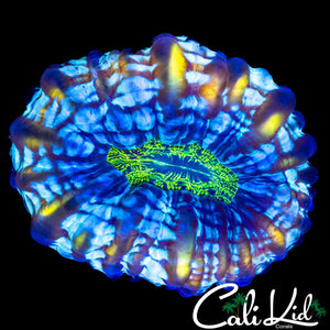 GOLD RIM /ZOMBIE EYE CYNARINA