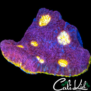 SOLOMAN ISLAND RAINBOW CHALICE COLONY