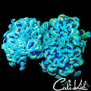 BANANA / TEAL BRANCHING HAMMER DOUBLE