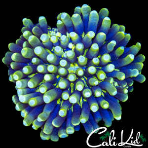 RARE PATTERN HELIOFUNGIA