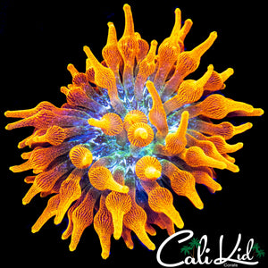 COLORADO SUNBURST ANEMONE