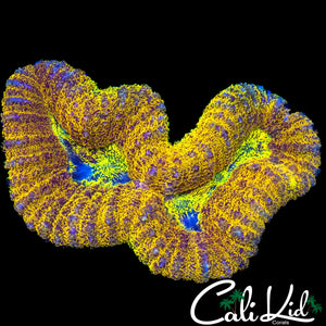 RAINBOW SPECKLED LOBO