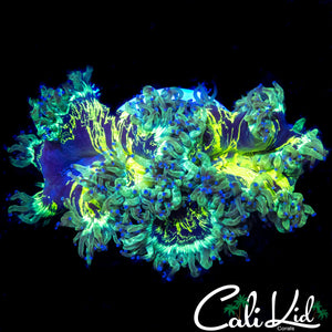 BLUE TIP SPLATTER ELEGANCE