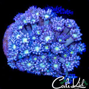 BEAUTIFUL YELLOW EYE GONI COLONY