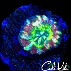 RAINBOW ASIAN ACAN
