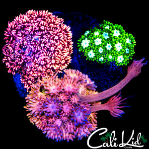 MULTI RAINBOW GONI COLONY DISC