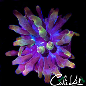 UNRELEASED RAINBOW ANEMONE