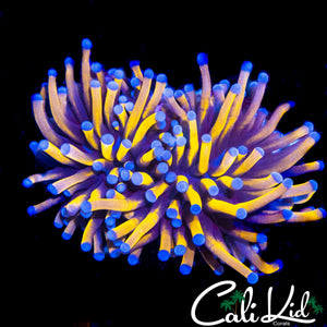 INDO 24K TORCH DOUBLE