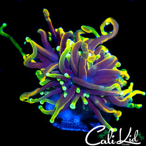 AQUACULTURED HELLFIRE TORCH