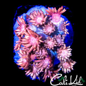 STRAWBERRY WINE GONI