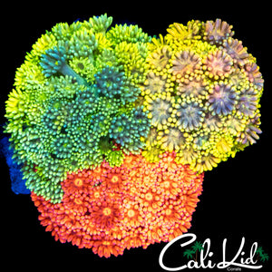 STUNNING MULTI RAINBOW GONI COLONY DISC