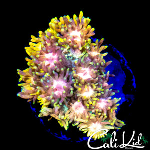 MALAYSIAN RAINBOW GONI