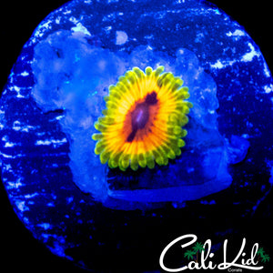 HALLUCINATION ZOA