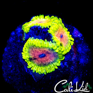 CK KULA KULA ZOA TRIPLE