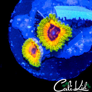 HALLUCINATION ZOA DOUBLE