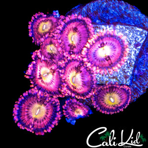 CK CHERRY BLOSSOM ZOA MINI COLONY