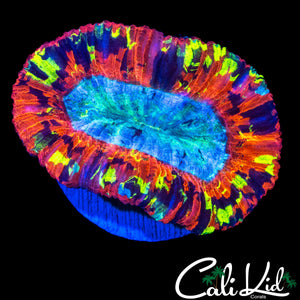 RAINBOW CIRCUS TRACHY