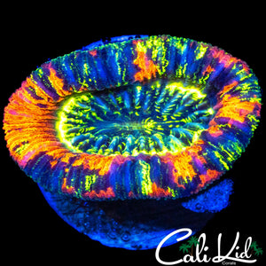 PAINT SPLATTER TRACHY