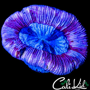 PURPLE RIM TRACHY