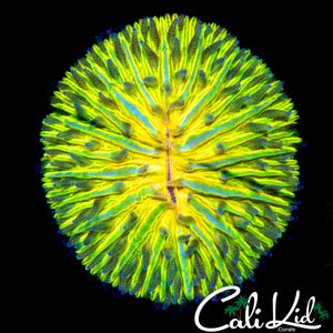 YELLOW MOUTH MINI PLATE