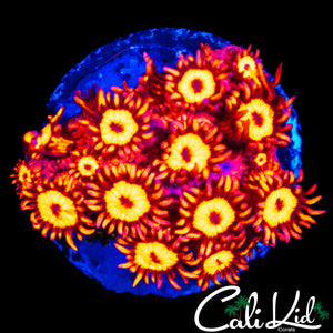 NEON ZOMBIE GONI