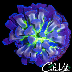BEAUTIFUL 4 COLOR HAMMER