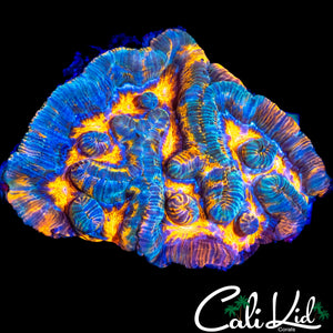 PATCHWORK WILSONI CHUNK