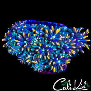 CK KALEIDOSCOPE GALAXIA