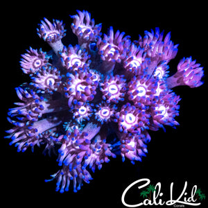 BI COLOR GONI