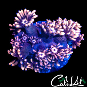 BEAUTIFUL FLOWER PETAL GONI