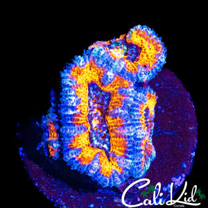 ULTRA RAINBOW ACAN QUAD