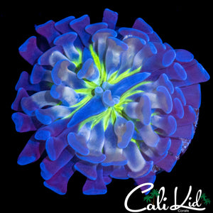 BEAUTIFUL 4 COLOR HAMMER