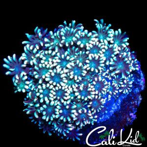BI COLOR ALVEOPORA